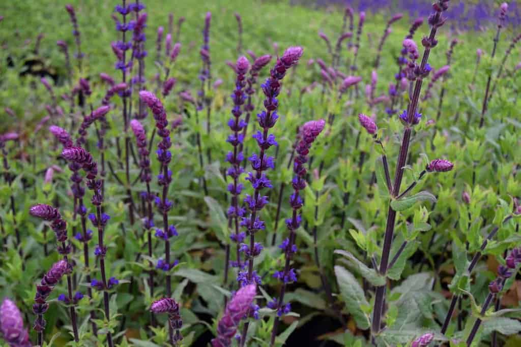 Salvia nemorosa 'Caradonna' ---